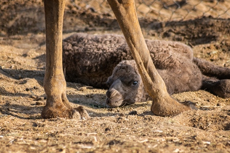 Mother camel and baby at the camel breeding farm at the National Research Centre on Camels in Bikaner