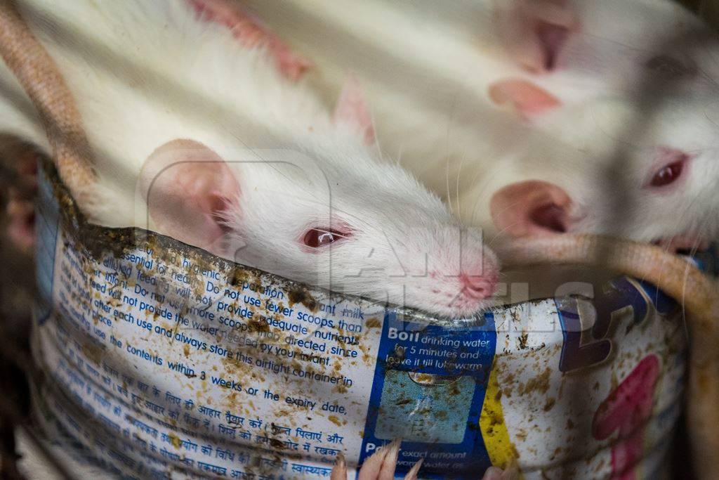 Small white mice in a cage on sale for eating at an exotic market