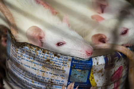 Small white mice in a cage on sale for eating at an exotic market