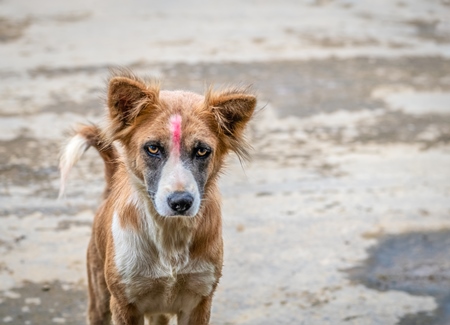 Stray street dog with tilaka marking on head in rural village