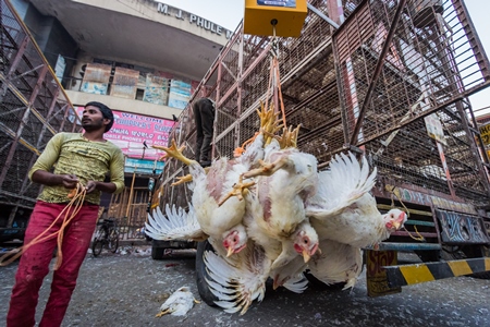 Broiler chickens raised for meat being unloaded from transport trucks near Crawford meat market