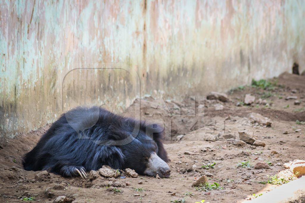 Captive bored sloth bear lying in a barren enclosure at Patna zoo in Bihar