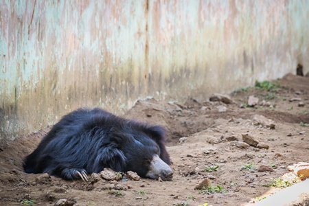 Captive bored sloth bear lying in a barren enclosure at Patna zoo in Bihar