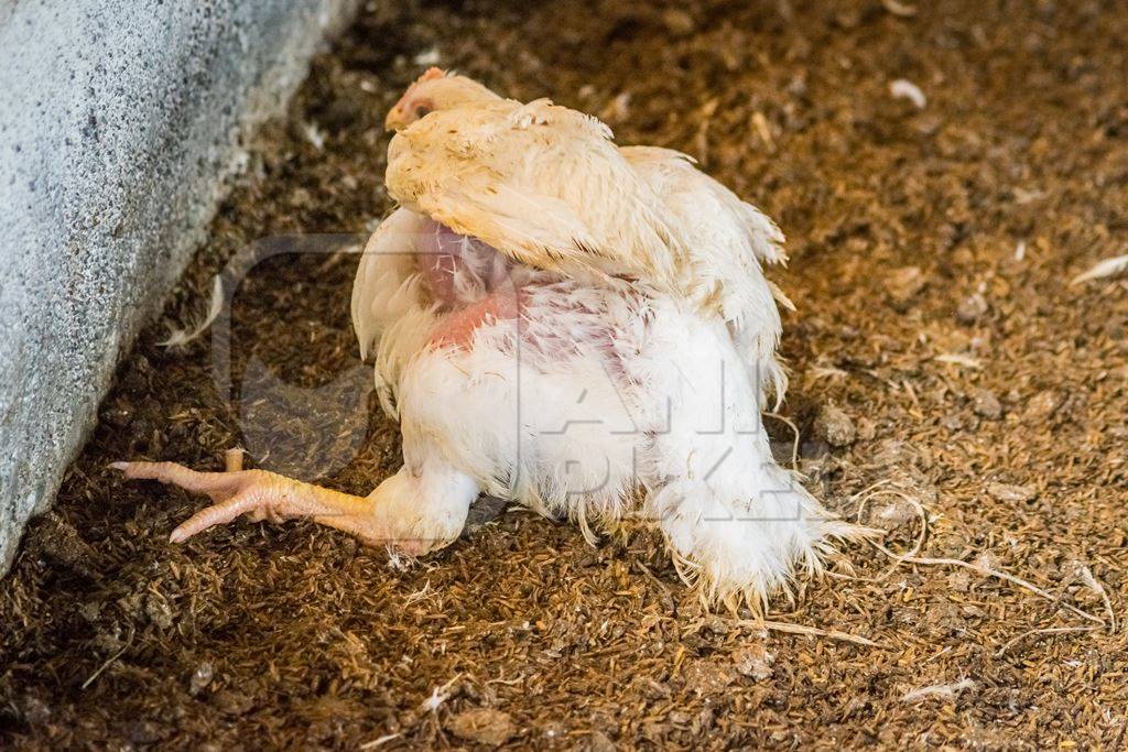 White broiler chicken with crippled leg raised for meat on a poultry broiler farm in Maharashtra in India, 2016