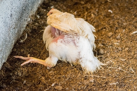 White broiler chicken with crippled leg raised for meat on a poultry broiler farm in Maharashtra in India, 2016