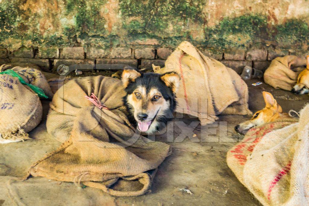 Indian dogs tied up in sacks on sale for meat at live dog market in northeast India, 2018