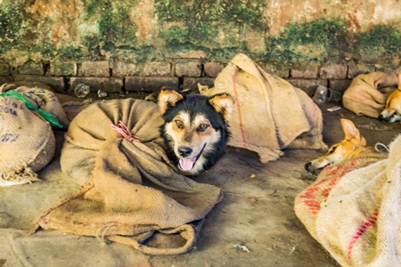 Indian dogs tied up in sacks on sale for meat at live dog market in northeast India, 2018