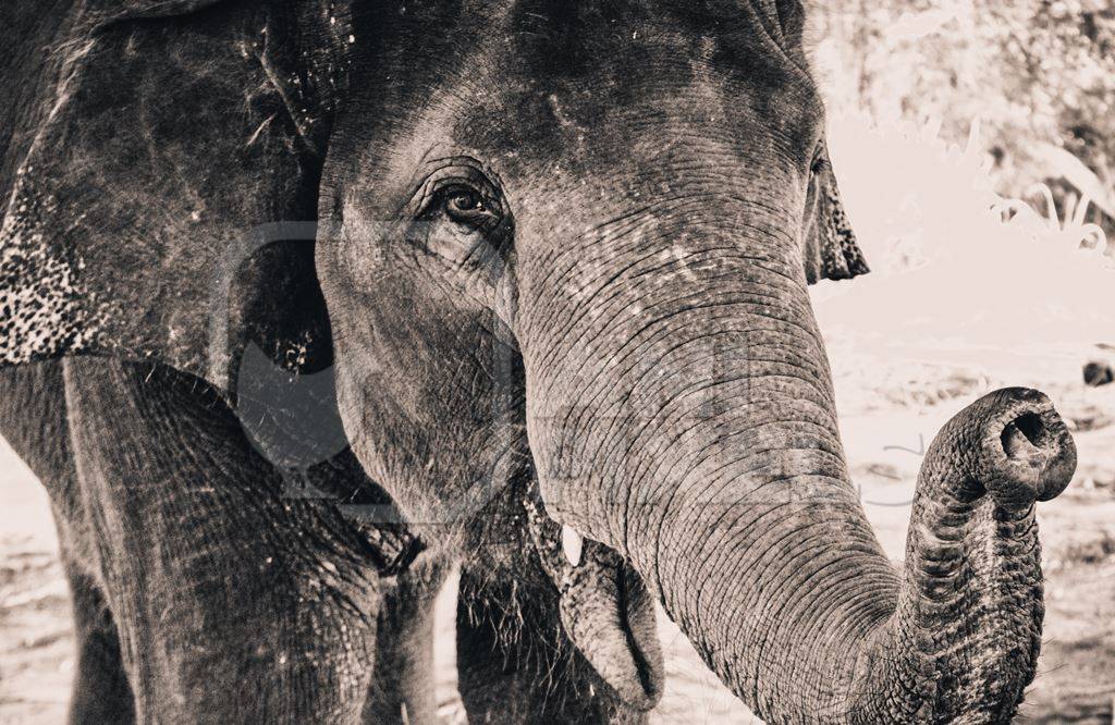 Close up of Asian elephant in sepia