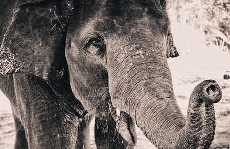 Close up of Asian elephant in sepia
