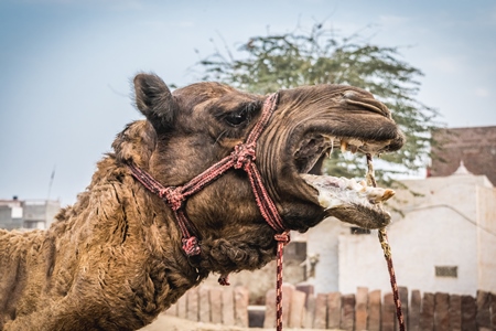 Working camel overloaded with large load on cart in Bikaner in Rajasthan