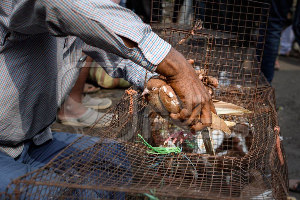 Pigeons or doves being handled at Galiff Street pet market, Kolkata, India, 2022