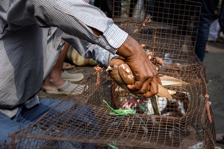 Pigeons or doves being handled at Galiff Street pet market, Kolkata, India, 2022