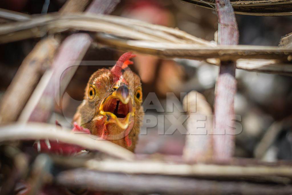 Hen or chicken looking out through bars of wooden basket