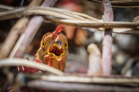 Hen or chicken looking out through bars of wooden basket