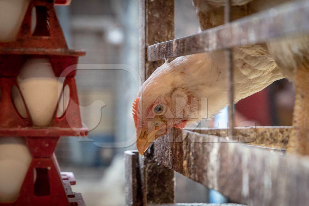 White chicken reaching through the bars of a cage with crate of eggs at poultry meat market