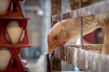 White chicken reaching through the bars of a cage with crate of eggs at poultry meat market