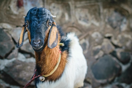 Goat tied up outside a mutton shop with brown stone wall background