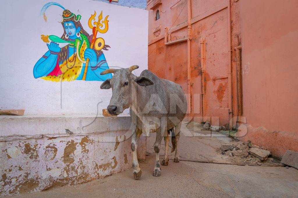 Indian street cow or bullock walking on the street in the urban city of Jodhpur in Rajasthan in India with orange wall background