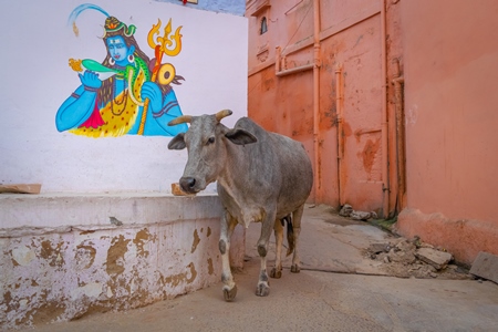 Indian street cow or bullock walking on the street in the urban city of Jodhpur in Rajasthan in India with orange wall background