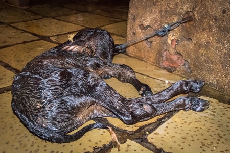 Small sad newborn baby calf tied up alone  in a urban dairy