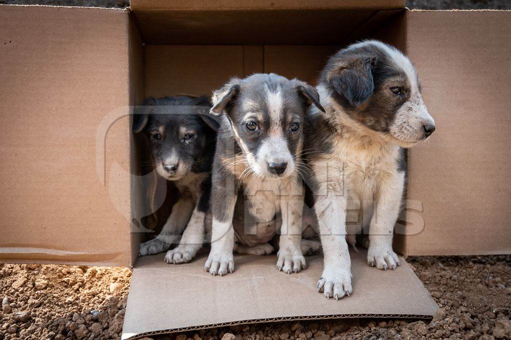 Cardboard box of three small abandoned street puppies in an urban city