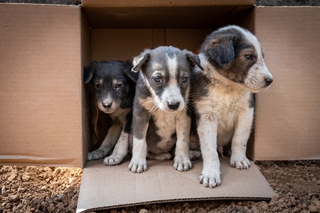 Cardboard box of three small abandoned street puppies in an urban city