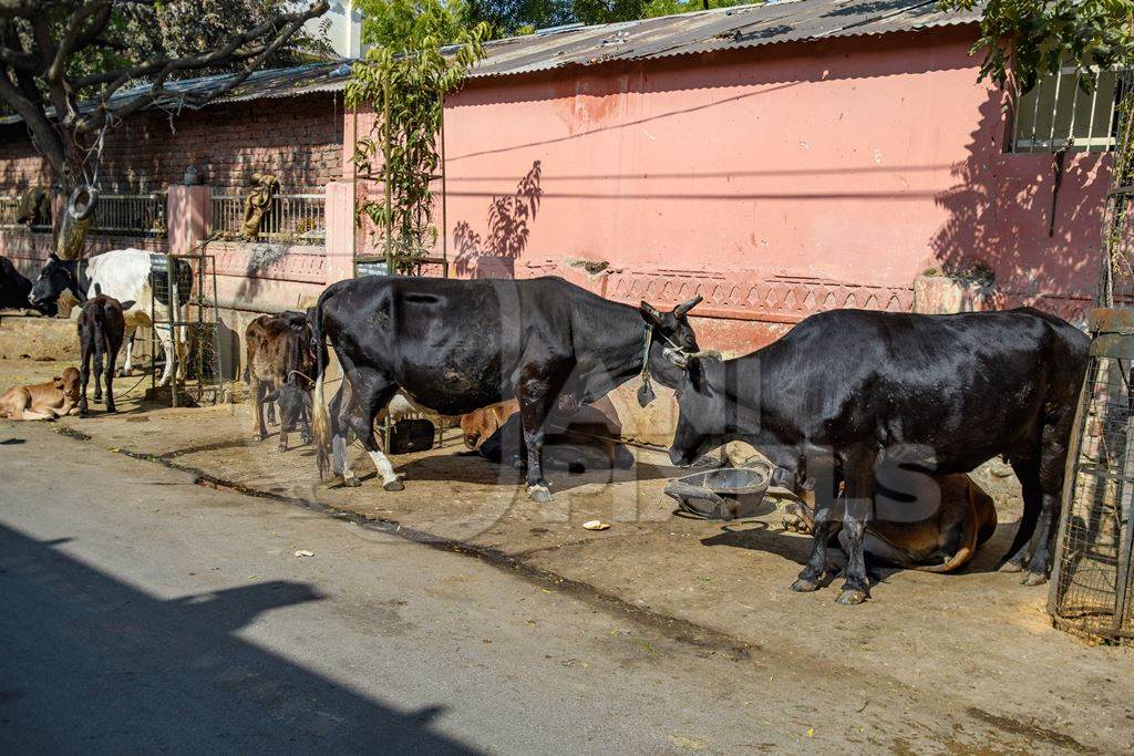 Indian dairy cows on an uregulated dairy farm in the street, Jaipur, India, 2022