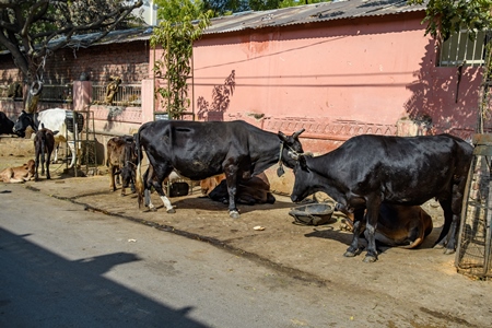 Indian dairy cows on an uregulated dairy farm in the street, Jaipur, India, 2022