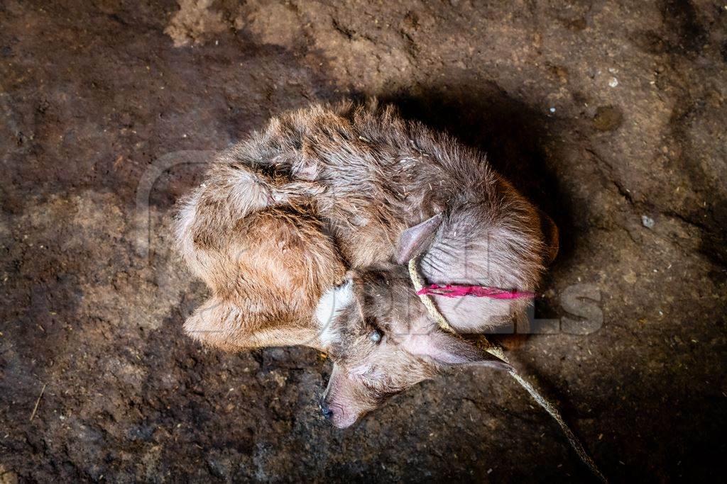 Indian dairy buffalo calf tied up on an urban tabela, Pune, Maharashtra, India, 2024