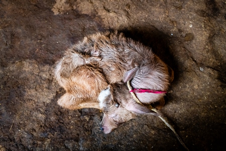 Indian dairy buffalo calf tied up on an urban tabela, Pune, Maharashtra, India, 2024