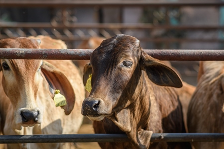 Indian cows in an enclosure at a gaushala or goshala in Jaipur, India, 2022