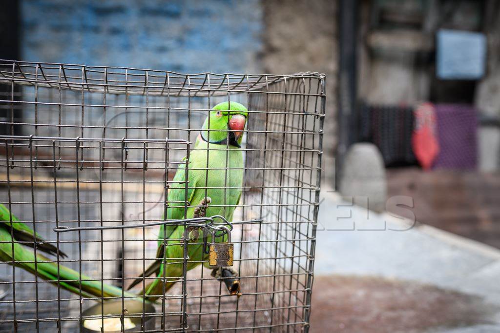 Green Rose Ringed parakeet bird held captive illegally in metal cage - see description below, Pune, Maharashtra, 2023