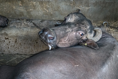 Sad farmed Indian buffalo chained up on an urban dairy farm or tabela, Aarey milk colony, Mumbai, India, 2023
