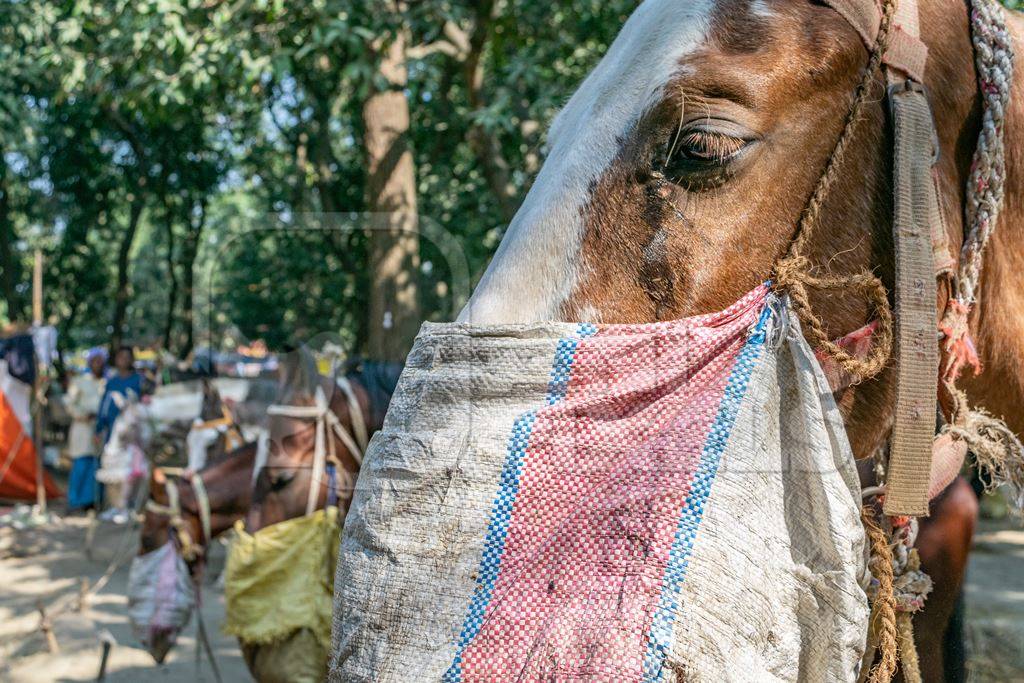 Horses tied up and eating from nosebags at Sonepur horse fair or mela in rural Bihar, India