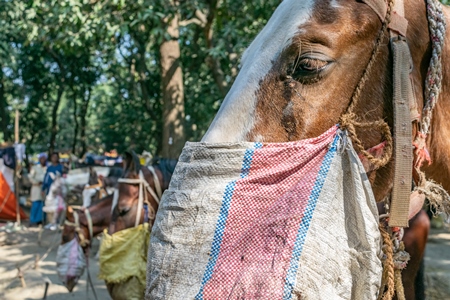 Horses tied up and eating from nosebags at Sonepur horse fair or mela in rural Bihar, India