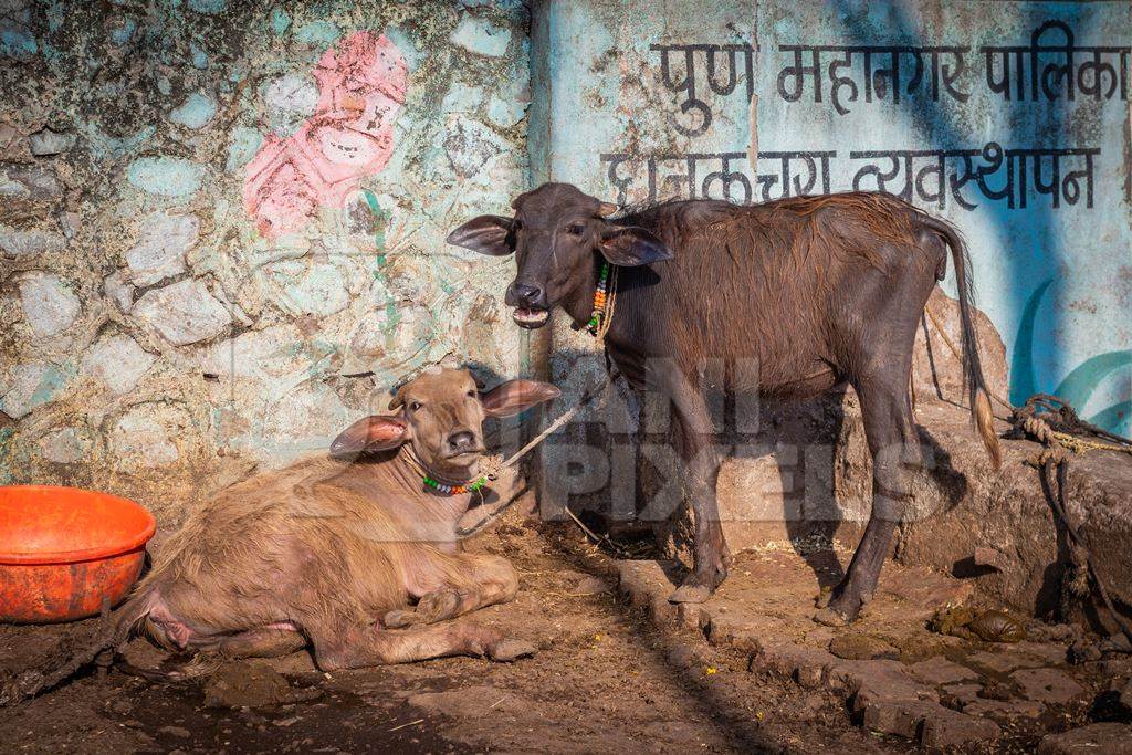 Indian buffalo calves tied up away from their mothers at an urban buffalo tabela or Indian dairy farm in Pune, Maharashtra, India, 2021