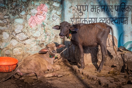 Indian buffalo calves tied up away from their mothers at an urban buffalo tabela or Indian dairy farm in Pune, Maharashtra, India, 2021