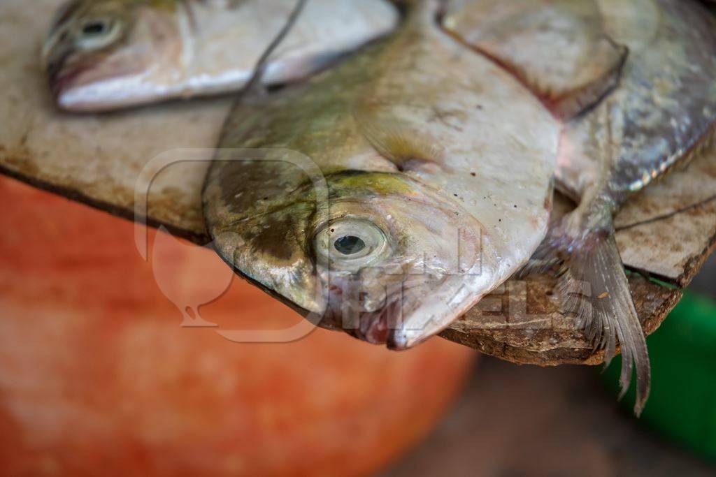 Fish on sale at a fish market near Arambol beach in Goa