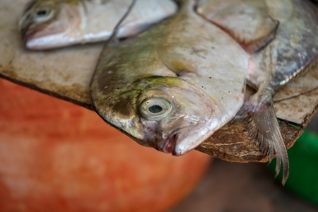 Fish on sale at a fish market near Arambol beach in Goa