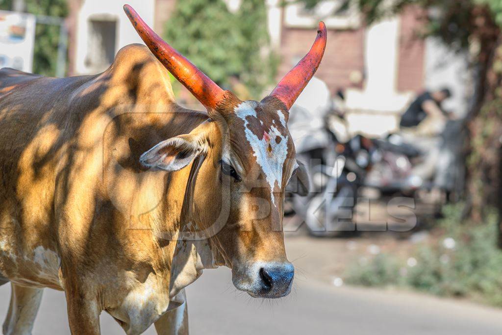 Indian street cows in the road in the village of Malvan, Maharashtra, India, 2022