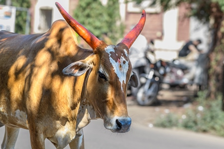 Indian street cows in the road in the village of Malvan, Maharashtra, India, 2022