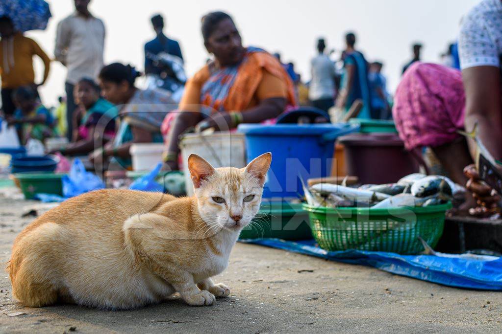 Indian street cat or stray cat at Malvan fish market on beach in Malvan, Maharashtra, India, 2022