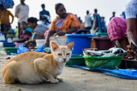 Indian street cat or stray cat at Malvan fish market on beach in Malvan, Maharashtra, India, 2022