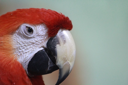 Red Macaw parrot kept as pet in captivity