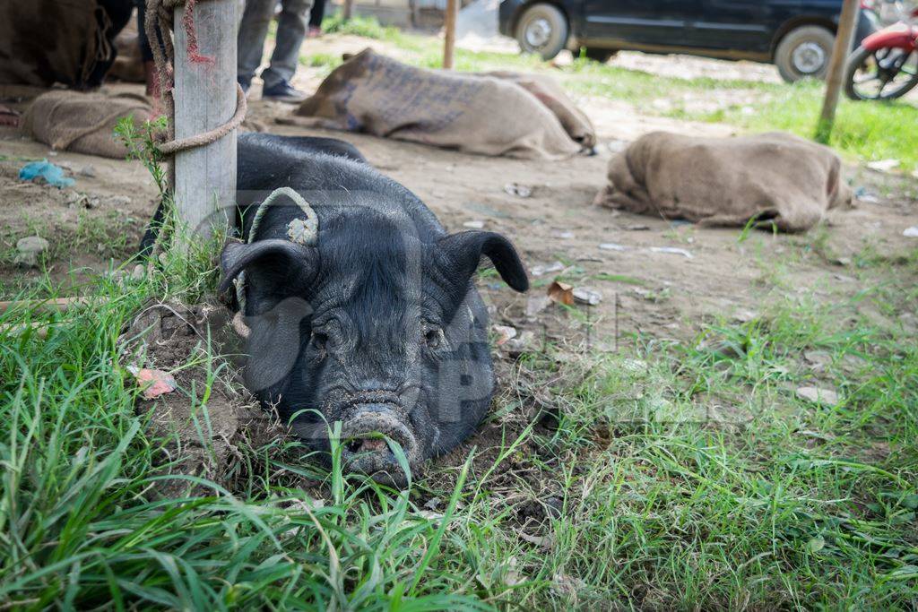 Pigs tied up in sacks and on sale for meat at the weekly animal market