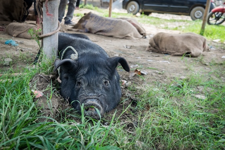 Pigs tied up in sacks and on sale for meat at the weekly animal market