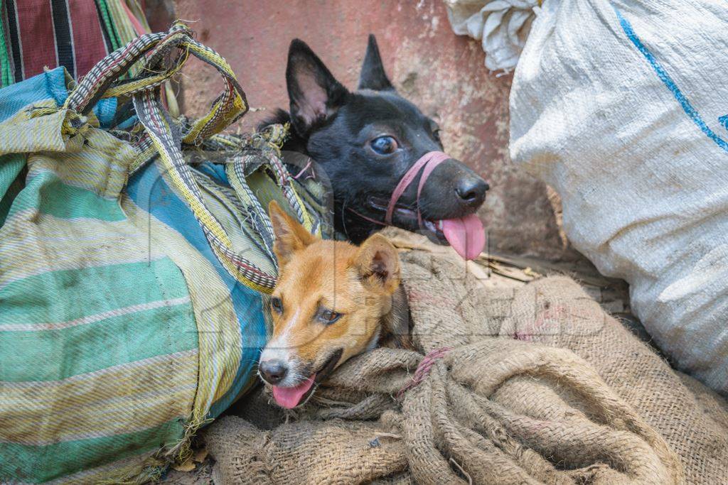 Dogs tied up in sacks on sale for meat at dog market