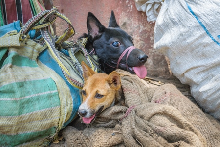 Dogs tied up in sacks on sale for meat at dog market