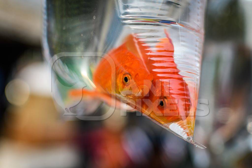 Two sad goldfish in small plastic bag on sale at Galiff Street pet market, Kolkata, India, 2022