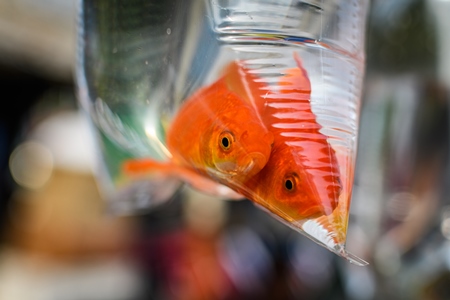 Two sad goldfish in small plastic bag on sale at Galiff Street pet market, Kolkata, India, 2022